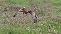 Marsh Harrier hunting (5)